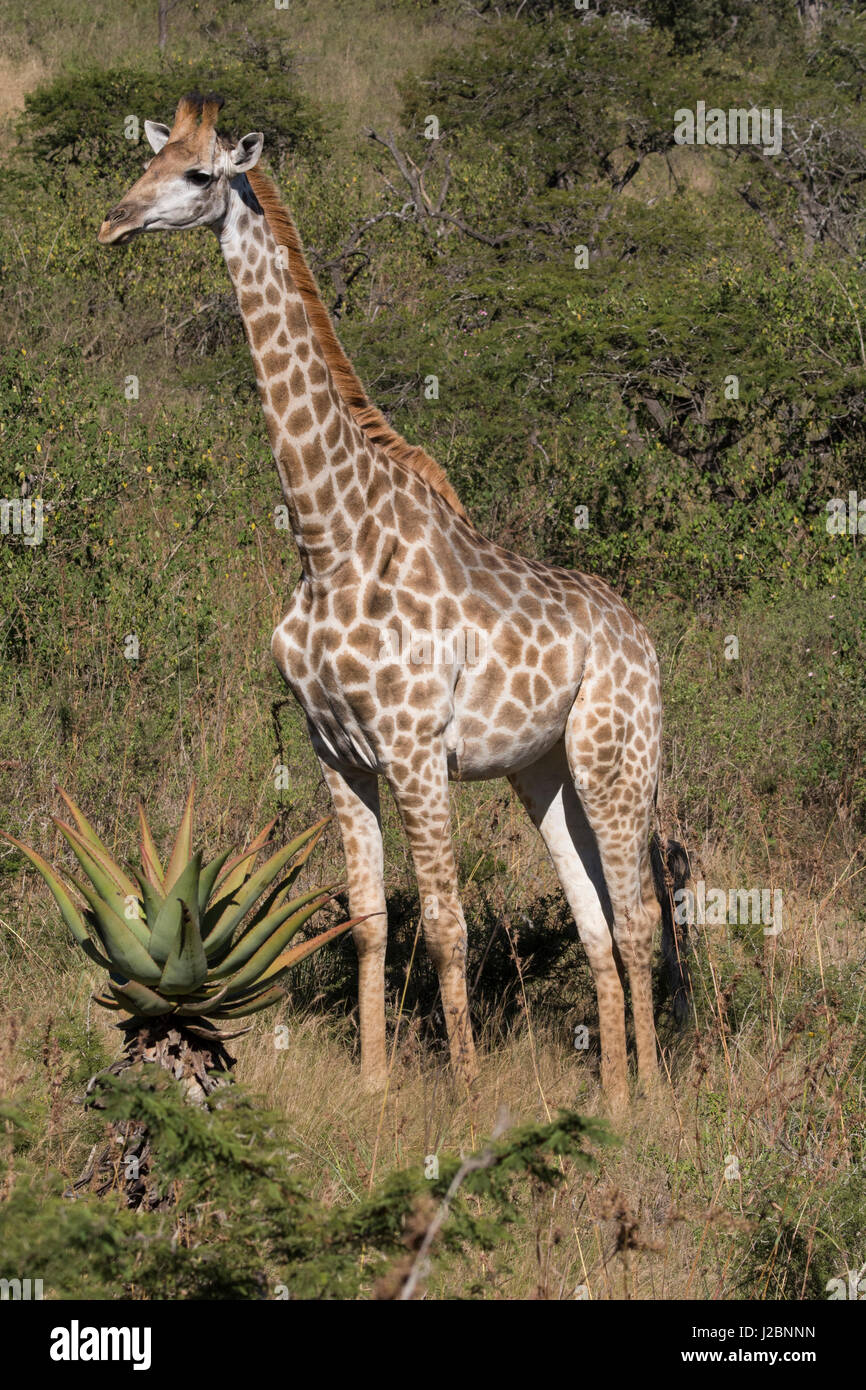 South Africa, Durban, Tala Game Reserve. Giraffe in grassland habitat