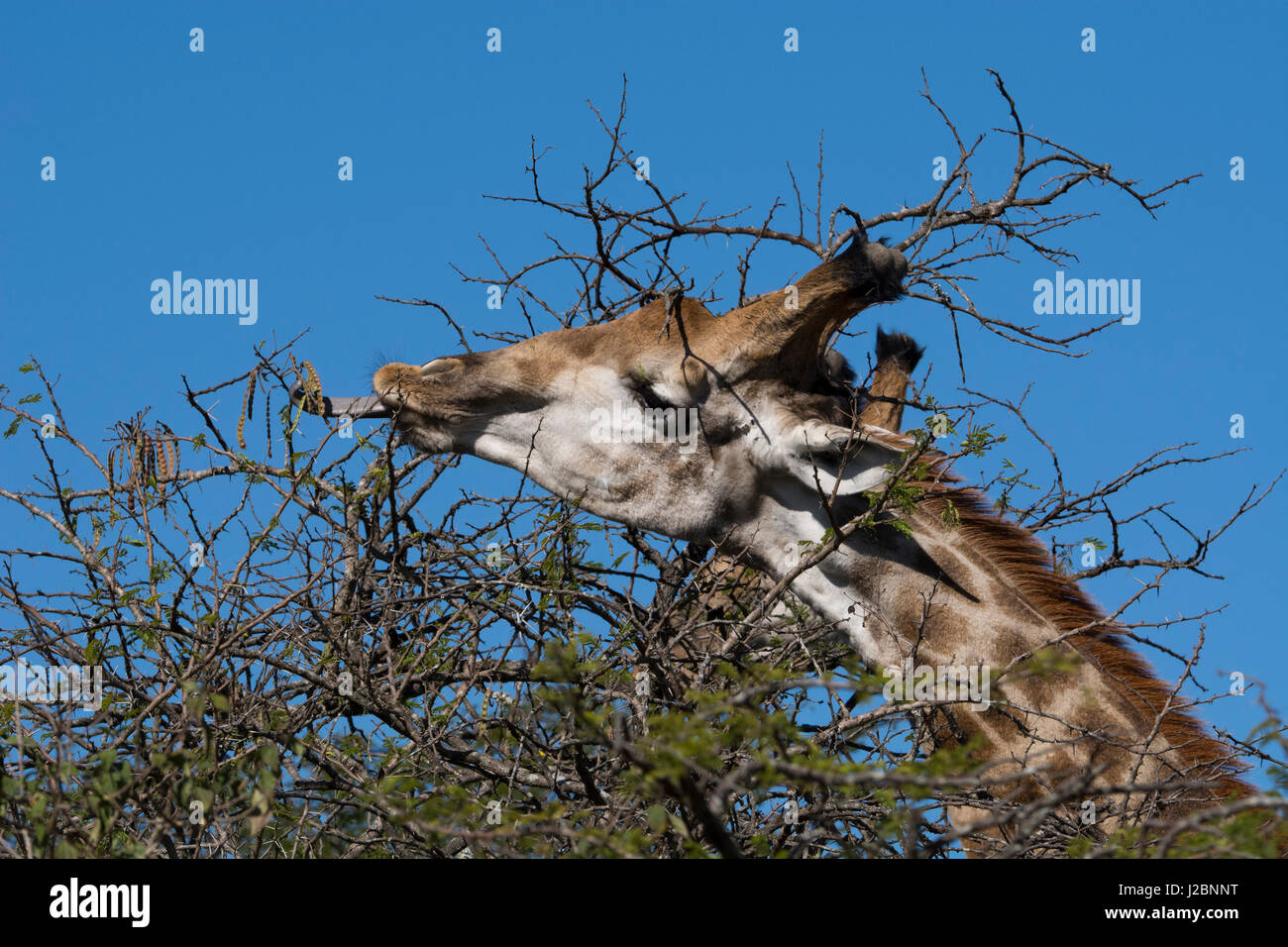 South Africa, Durban, Tala Game Reserve. Giraffe, head detail eating thorny acacia tree with long tongue. Stock Photo