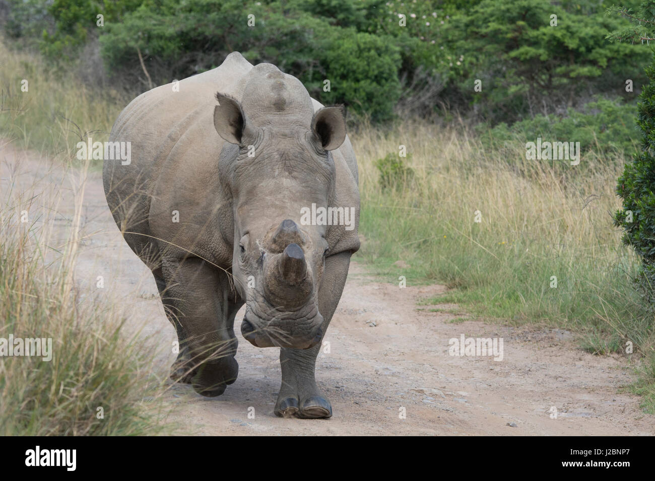 South Africa, Eastern Cape, East London. Inkwenkwezi Game Reserve. Charging White rhinoceros (wild, Ceratotherium simum) horns have been 'tipped' or cut off to discourage poachers. Stock Photo