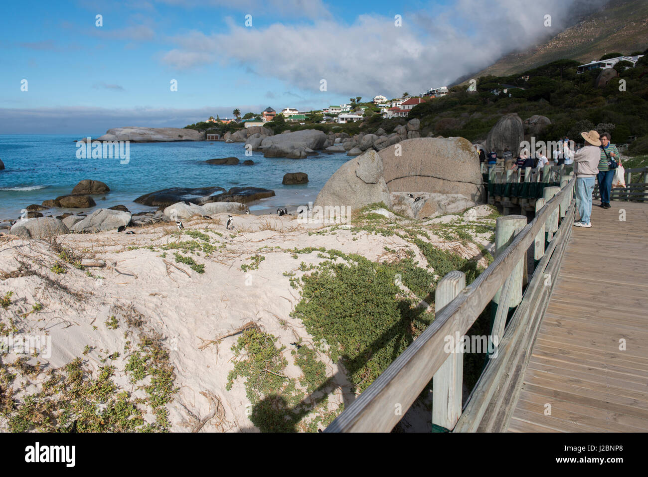 South Africa, Cape Town, Simon's Town, Table Mountain National Park, Boulders Beach. Colony of endangered African Penguins along False Bay at Foxy Beach. (Large format sizes available) Stock Photo