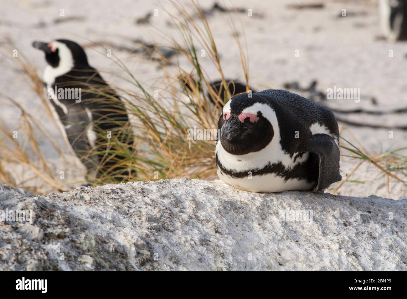 South Africa, Cape Town, Simon's Town, Table Mountain National Park, Boulders Beach. Colony of endangered African Penguins along False Bay at Foxy Beach. Stock Photo