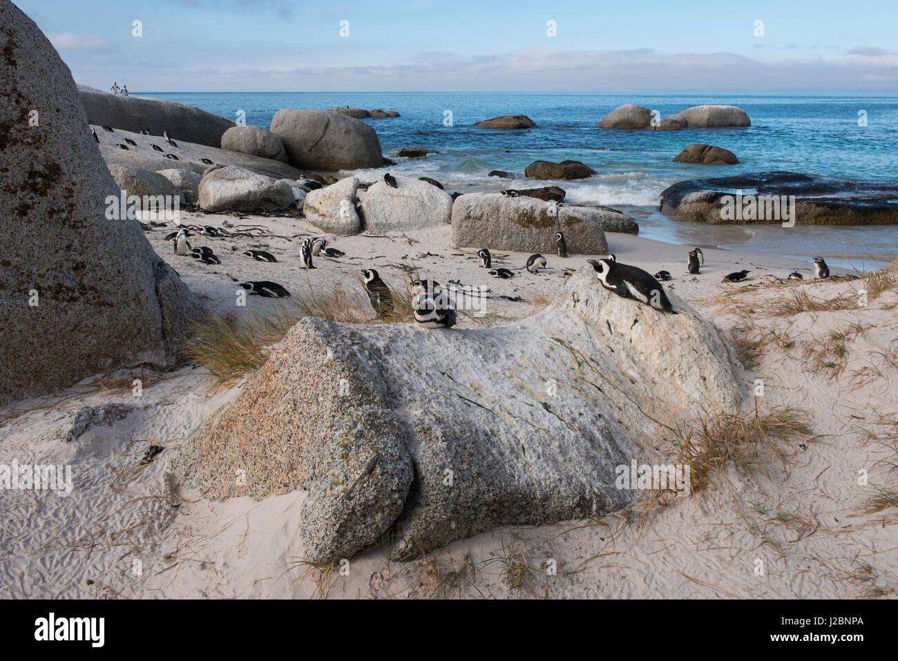 South Africa, Cape Town, Simon's Town, Table Mountain National Park, Boulders Beach. Colony of endangered African Penguins along False Bay at Foxy Beach. (Large format sizes available) Stock Photo
