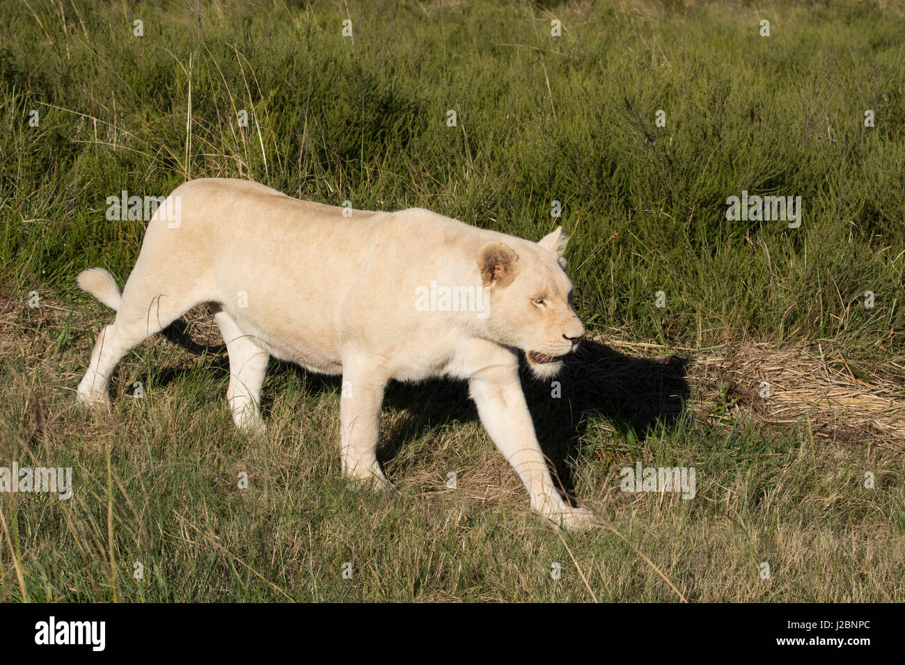 South Africa, Eastern Cape, East London. Inkwenkwezi Game Reserve. White lioness (wild, Panthera leo) Stock Photo