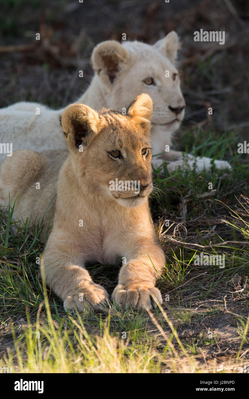 South Africa, Eastern Cape, East London. Inkwenkwezi Game Reserve. Lion cubs (wild, Panthera leo), one young white male and one regular color cub. Stock Photo