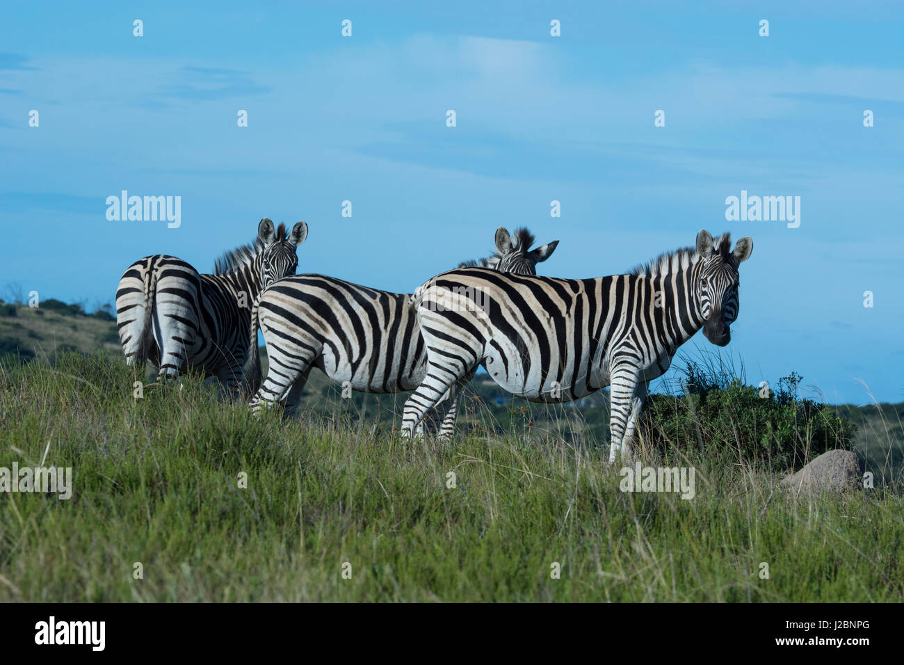 South Africa, Eastern Cape, East London. Inkwenkwezi Game Reserve. Plains zebra aka Burchell's zebra. Stock Photo