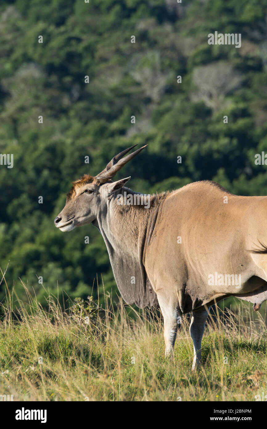 South Africa, Eastern Cape, East London. Inkwenkwezi Game Reserve. Giant Eland aka southern eland or eland antelope (wild, Taurotragus Oryx) in grassland habitat. Stock Photo