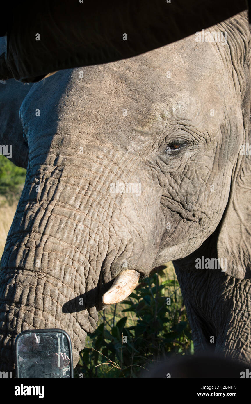South Africa, Eastern Cape, East London. Inkwenkwezi Game Reserve. African elephant (wild, Loxodonta africana) Elephant sticking his head inside safari jeep. Stock Photo