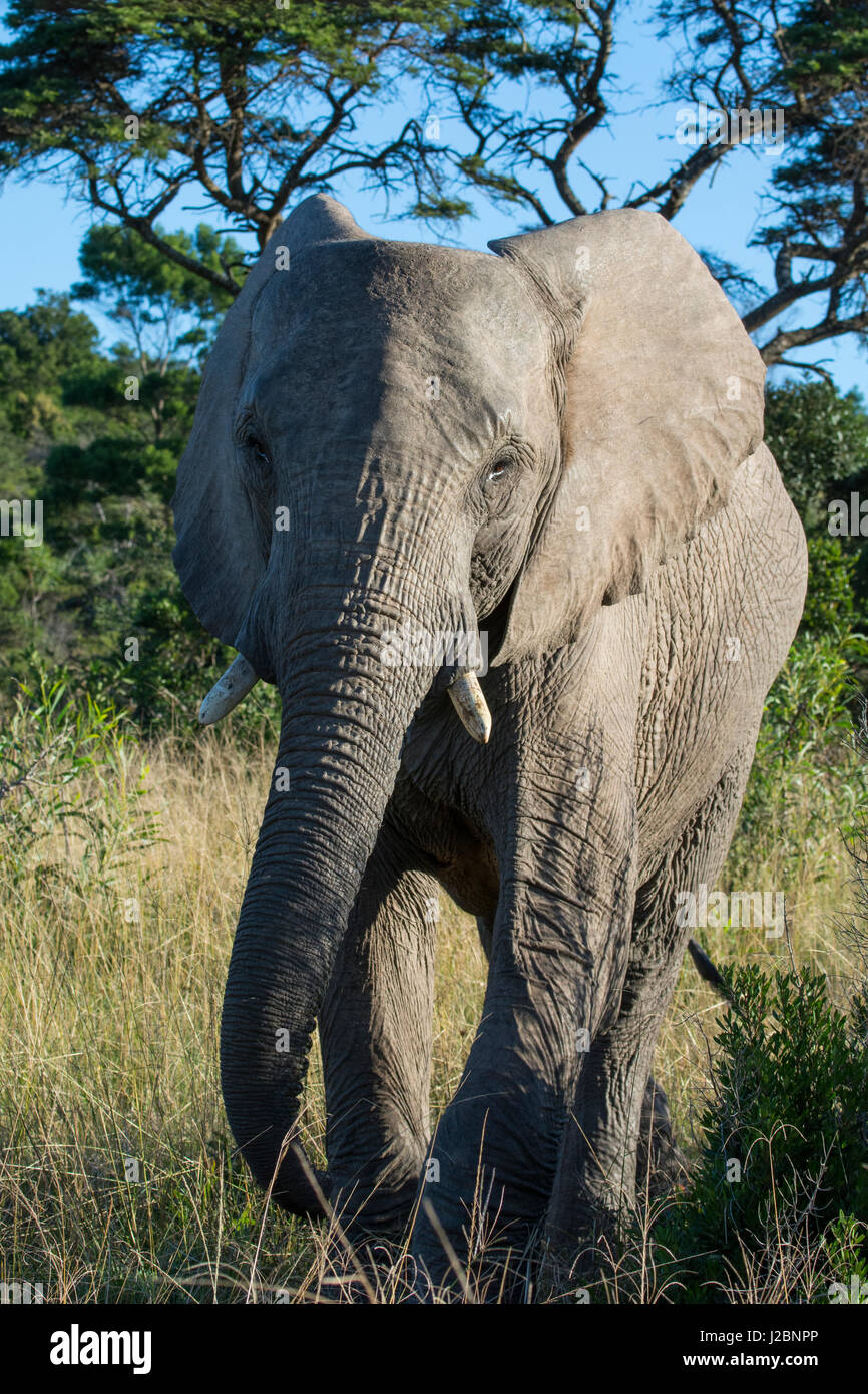 South Africa, Eastern Cape, East London. Inkwenkwezi Game Reserve. African elephant (wild, Loxodonta africana) Stock Photo