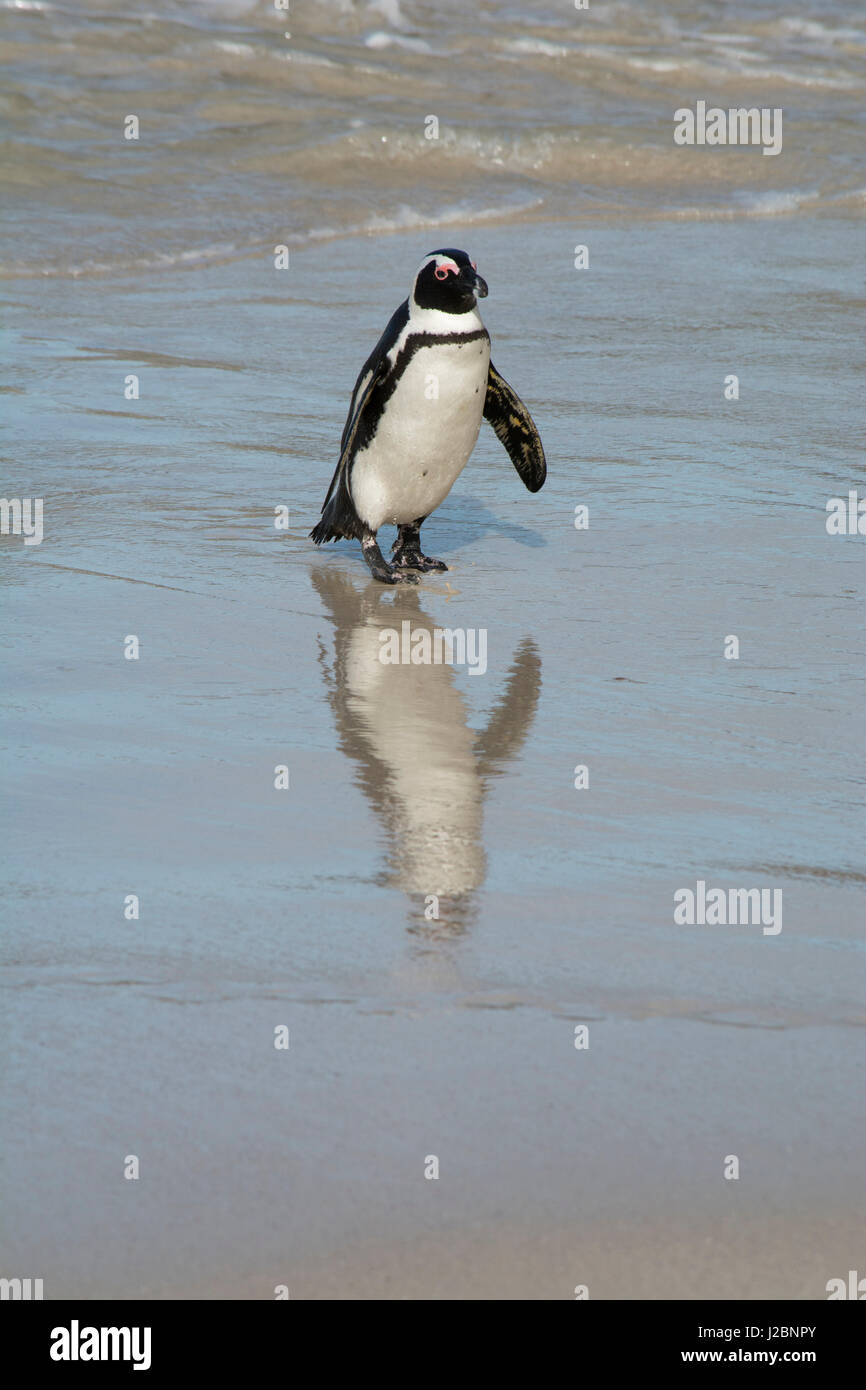 South Africa, Cape Town, Simon's Town, Table Mountain National Park, Boulders Beach. Colony of endangered African Penguins (Wild, Spheniscus demersus) along False Bay at Foxy Beach. Stock Photo