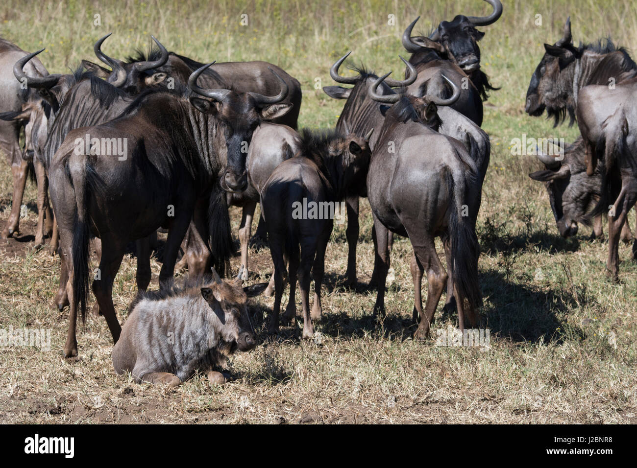 South Africa, Durban. Tala Game Reserve. Herd of Blue wildebeest Stock