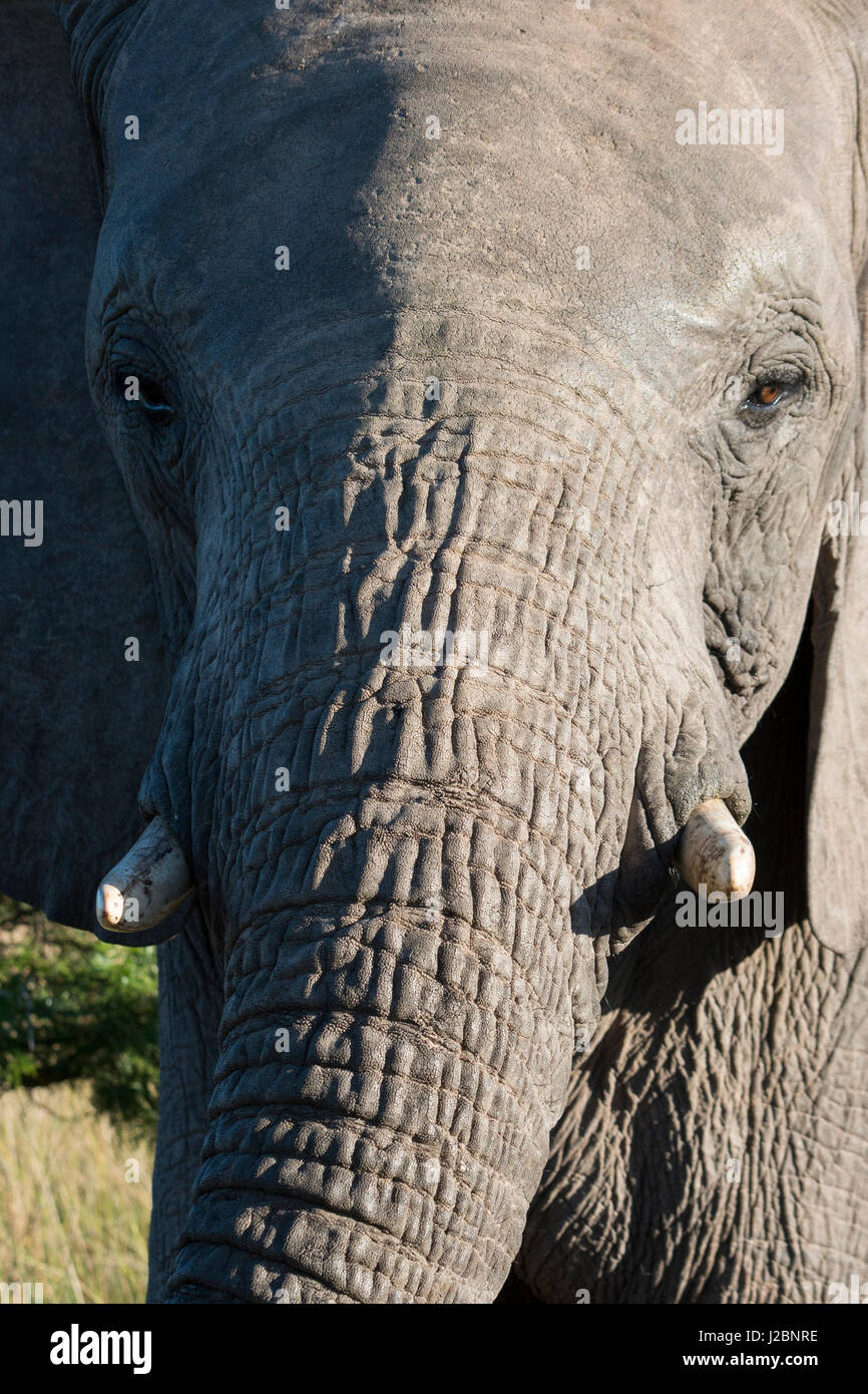 South Africa, Eastern Cape, East London. Inkwenkwezi Game Reserve. African elephant (Wild, Loxodonta africana) Stock Photo