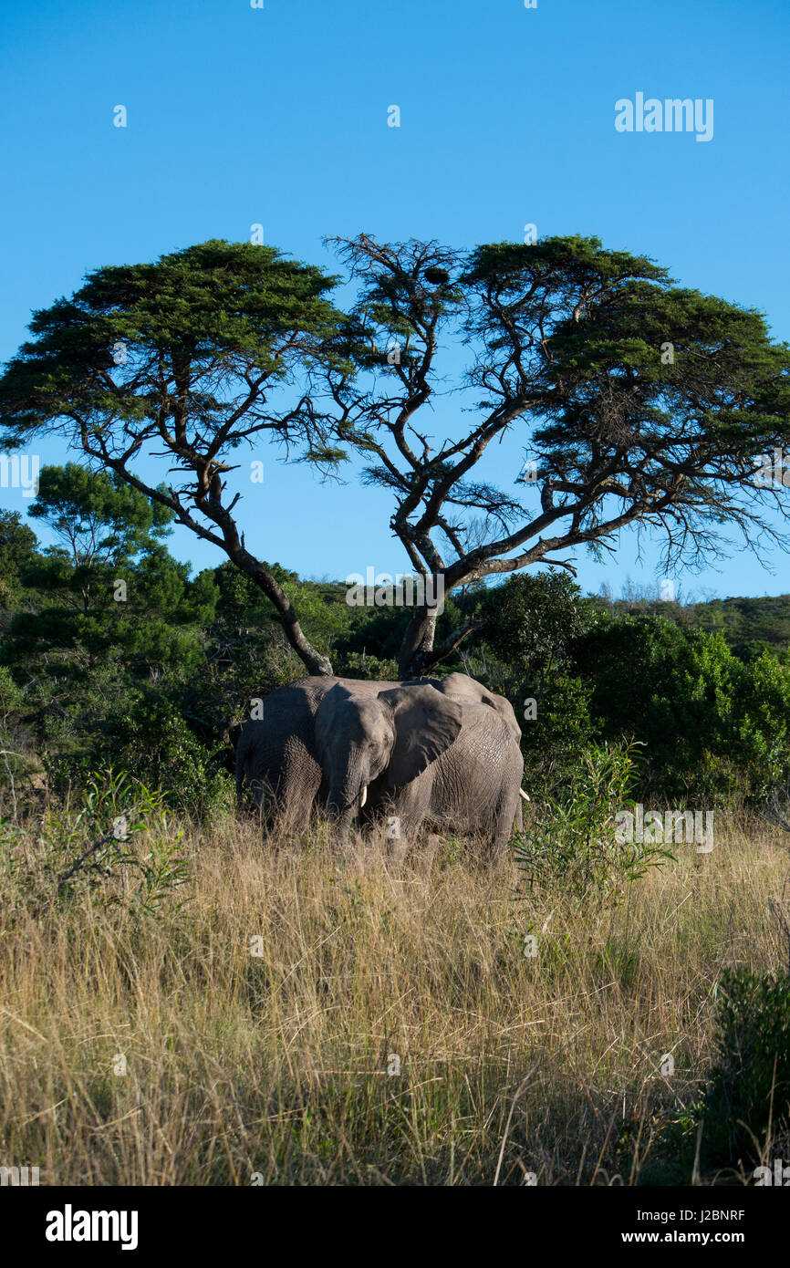 South Africa, Eastern Cape, East London. Inkwenkwezi Game Reserve. African elephant (Wild, Loxodonta africana) Two elephants in tall grassland habitat. Stock Photo