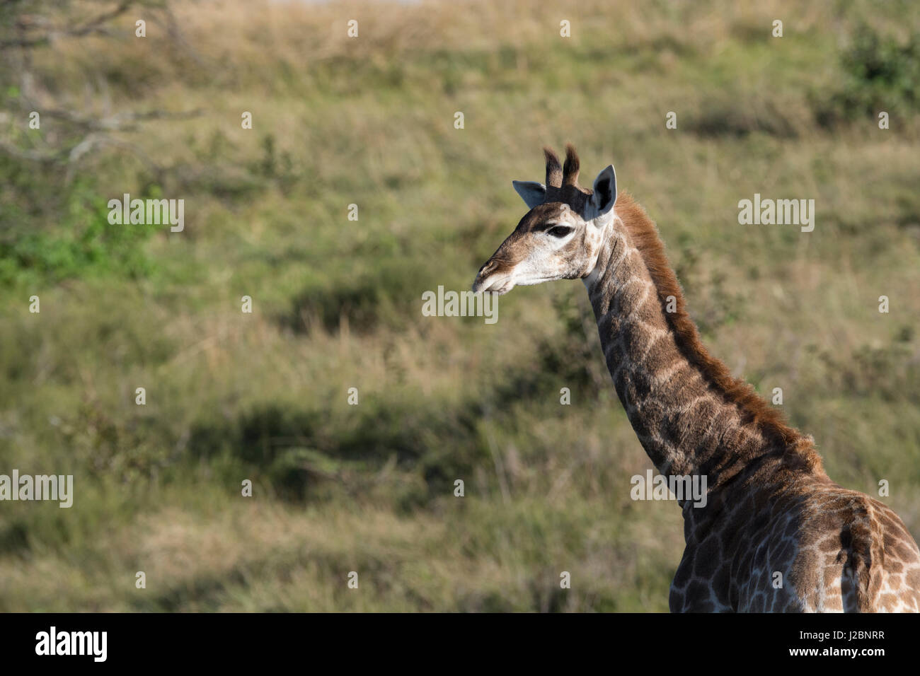 South Africa, Eastern Cape, East London. Inkwenkwezi Game Reserve. Giraffe (Wild, Giraffa camelopardalis) in grassland habitat. Stock Photo