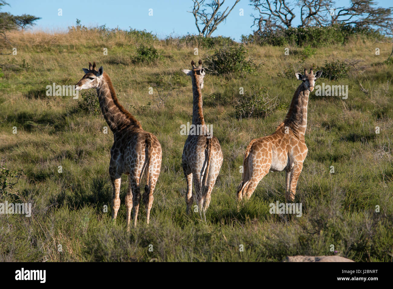 South Africa, Eastern Cape, East London. Inkwenkwezi Game Reserve. Herd of giraffe (Wild, Giraffa camelopardalis) in grassland habitat. Stock Photo