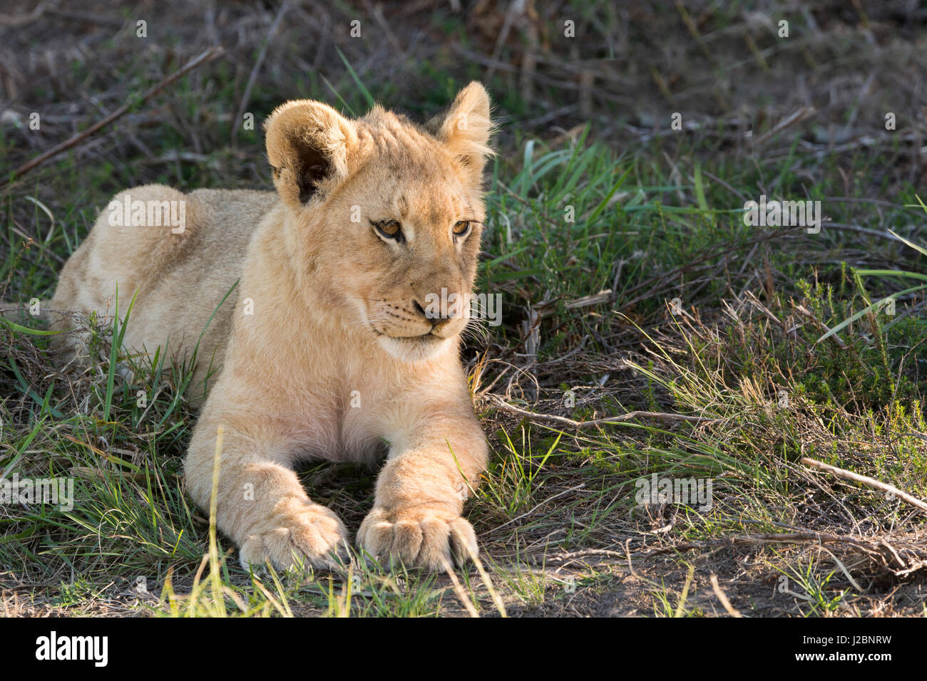South Africa, Eastern Cape, East London. Inkwenkwezi Game Reserve. Lion cub Stock Photo