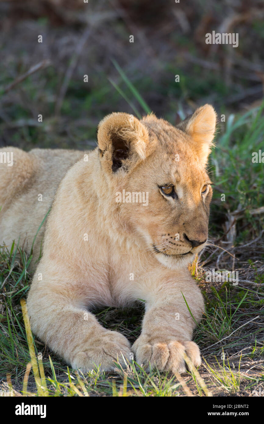 South Africa, Eastern Cape, East London. Inkwenkwezi Game Reserve. Lion cub Stock Photo