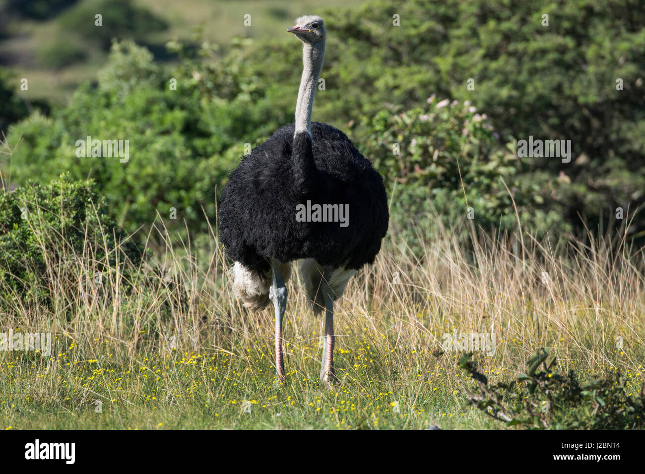 South Africa, Eastern Cape, East London. Inkwenkwezi Game Reserve. Ostrich (Struthio camelus), male in grassland habitat. Stock Photo