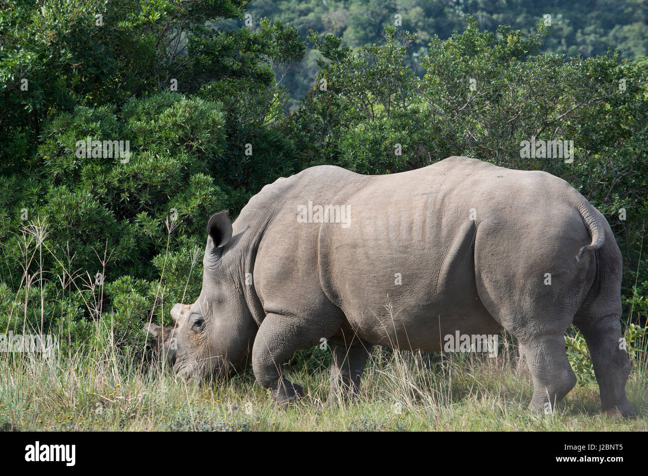 South Africa, Eastern Cape, East London. Inkwenkwezi Game Reserve. White rhinoceros (Wild, Ceratotherium simum) Horns have been 'tipped' or cut off to discourage poachers. Stock Photo