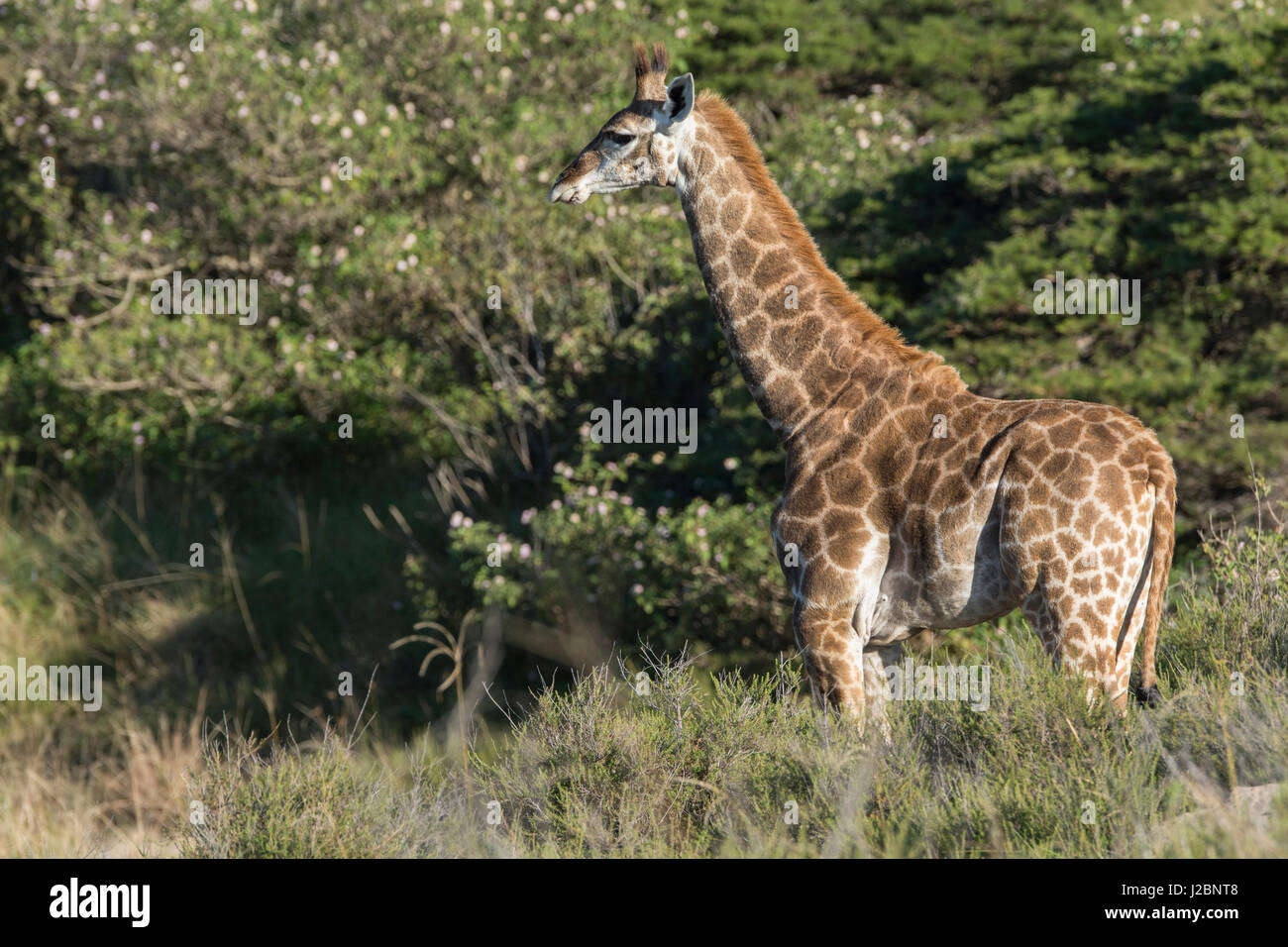 South Africa, Eastern Cape, East London. Inkwenkwezi Game Reserve. Young giraffe (Wild, Giraffa camelopardalis) in grassland habitat. Stock Photo