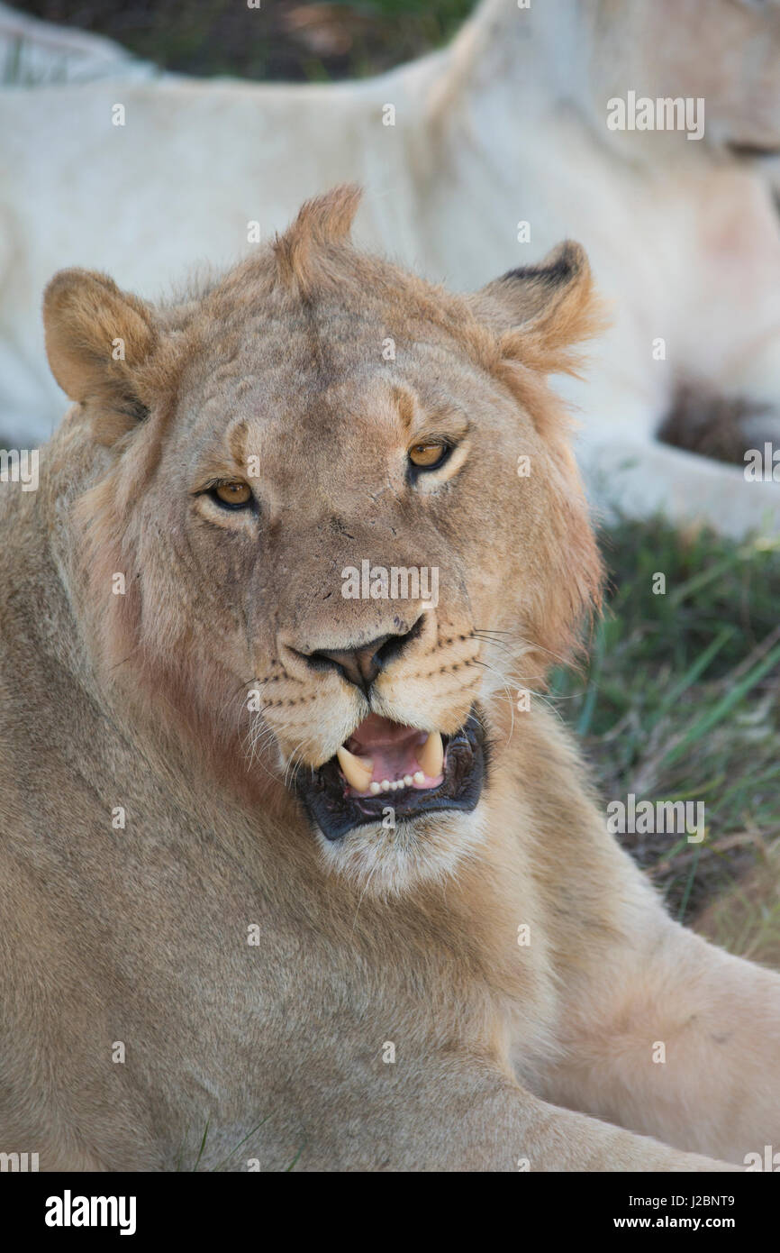 South Africa, Eastern Cape, East London. Inkwenkwezi Game Reserve. Young male lion Stock Photo