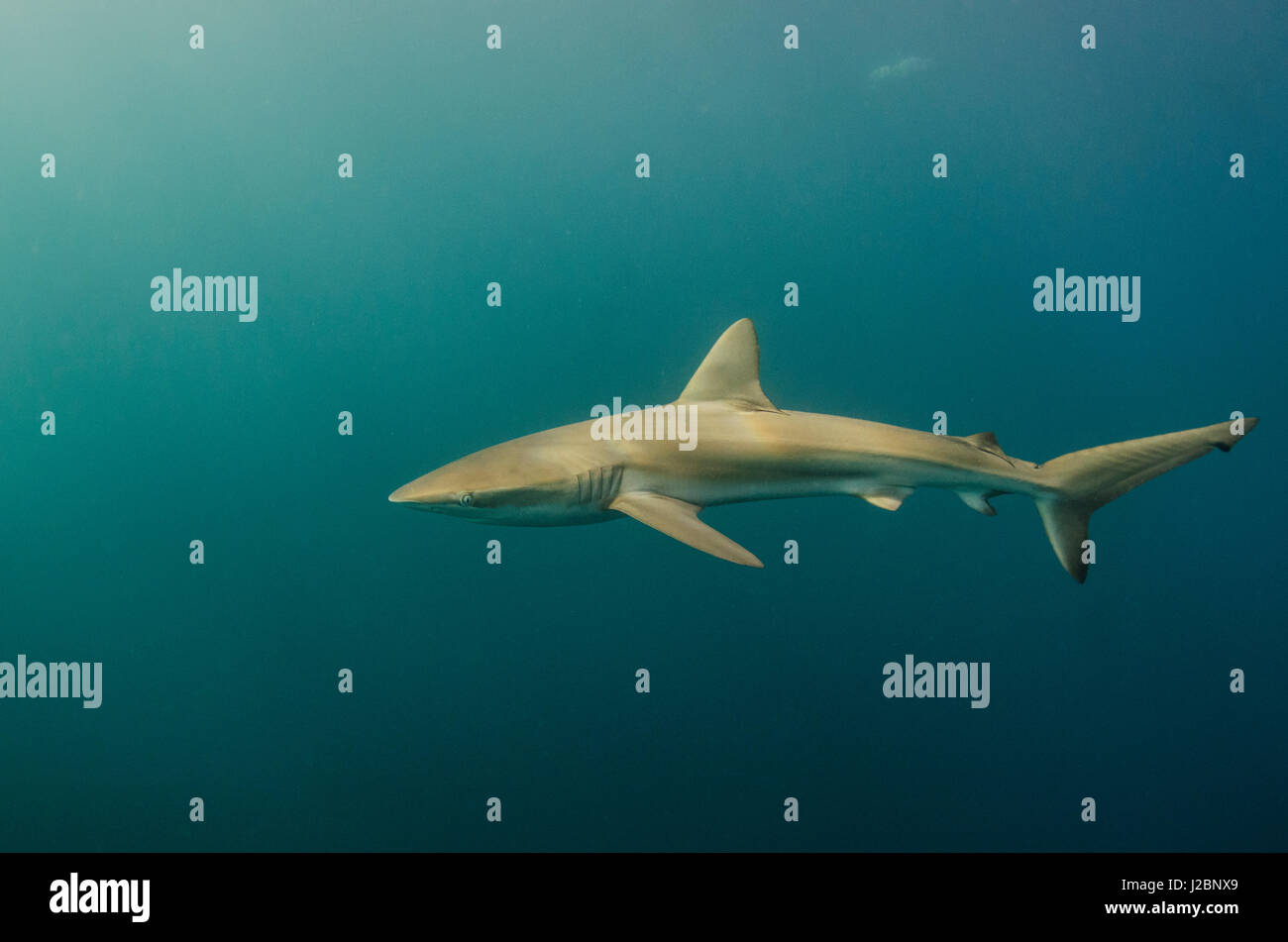 Bronze whaler shark (Carcarhinus brachyurus) Sardine run, Eastern Cape