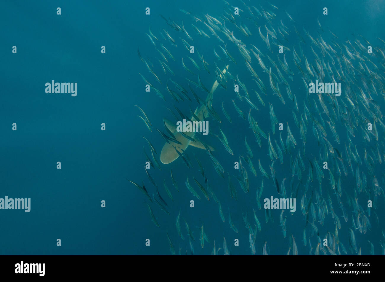 Bronze whaler shark (Carcarhinus brachyurus), Feeding on sardines