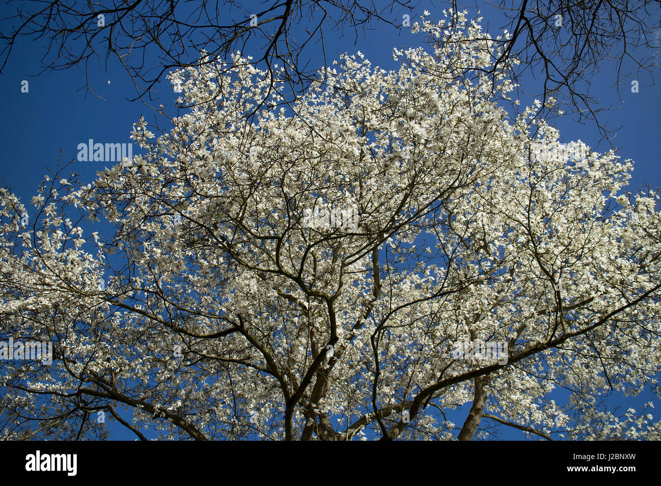 White magnolia tree in flower Stock Photo Alamy