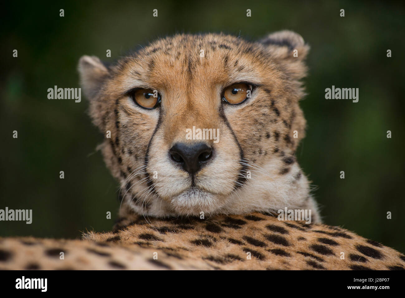 Cheetah (Acinonyx Jubatus), Inkwenkwezi Private Game Reserve, Eastern Cape, South Africa, captive Stock Photo
