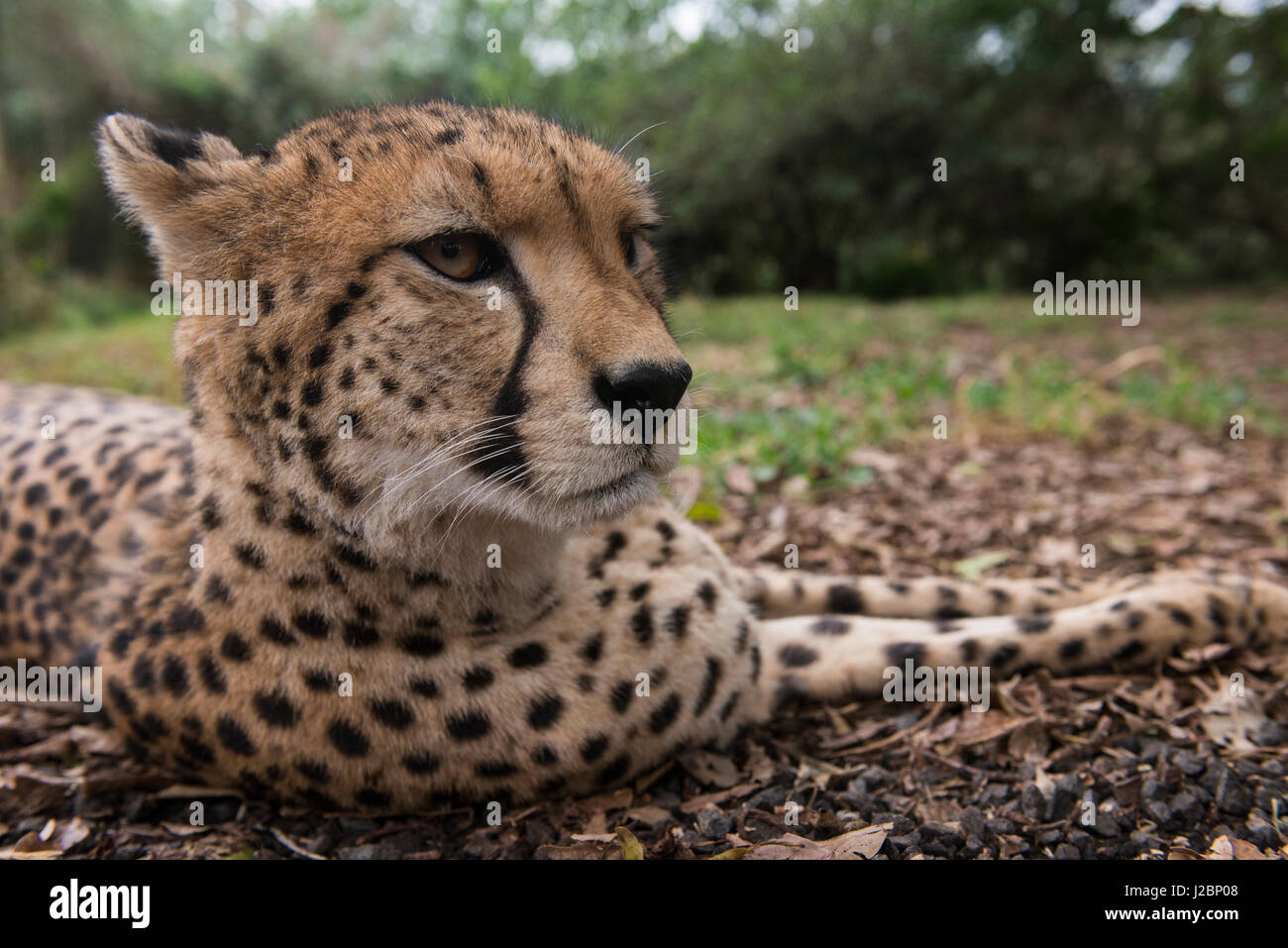 Cheetah (Acinonyx Jubatus), Inkwenkwezi Private Game Reserve, Eastern Cape, South Africa, captive Stock Photo