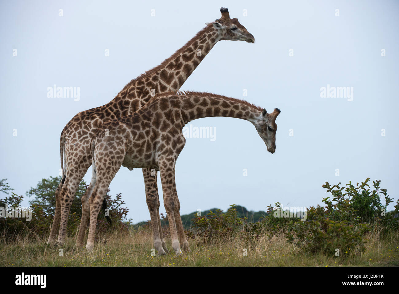 Giraffe fighting (Giraffa camelopardalis), Inkwenkwezi Private Game Reserve, Eastern Cape, South Africa, captive Stock Photo