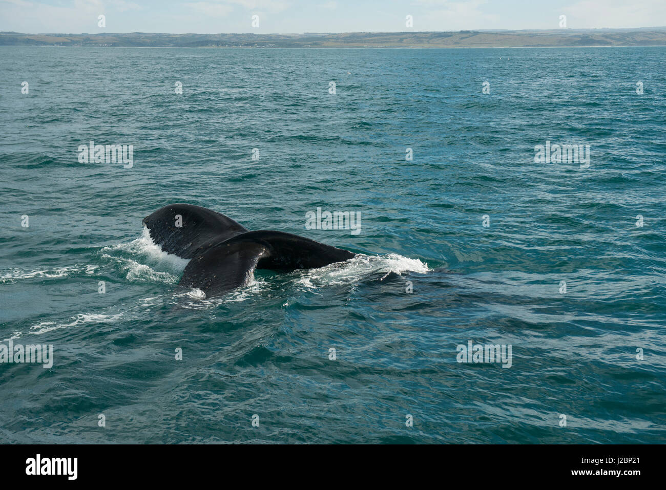 Humpback whale bubble ring hi-res stock photography and images - Alamy
