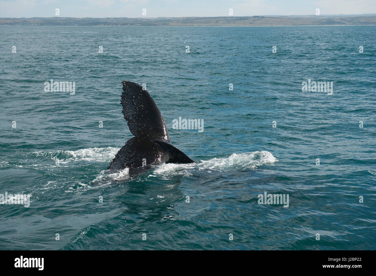 Humpback whale bubble ring hi-res stock photography and images - Alamy