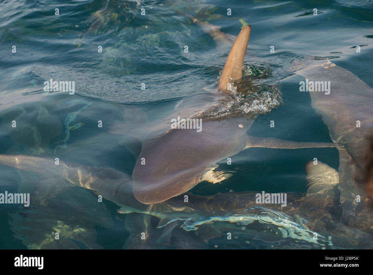 Oceanic Black-tip shark (Carcharhinus limbatus), shark dive, Umkomaas, KwaZulu-Natal, South Africa Stock Photo