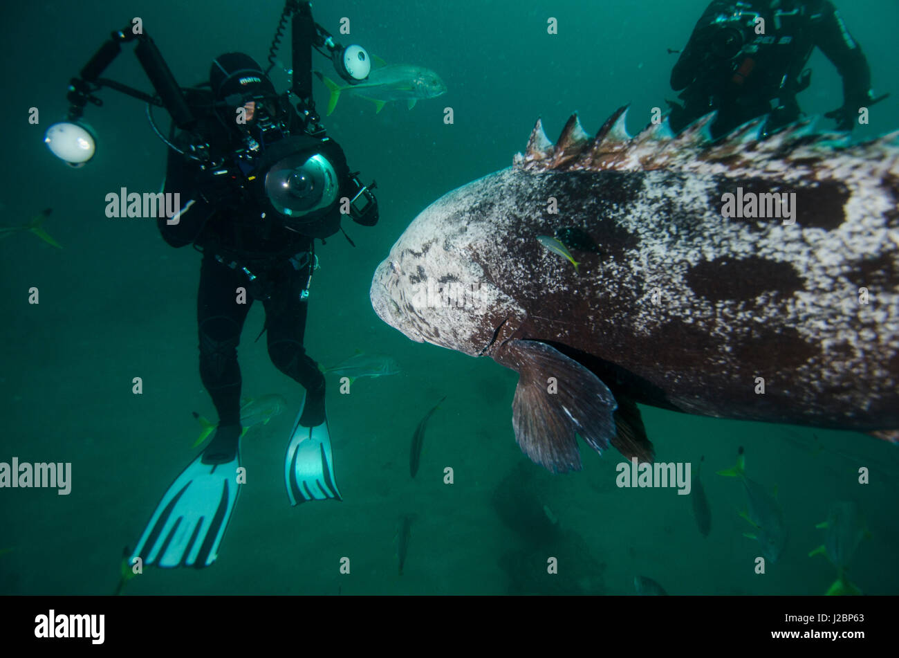 Potao Cod Potato Cod (Epinephelus tukula) and Diver and Blacktip Trevally ...