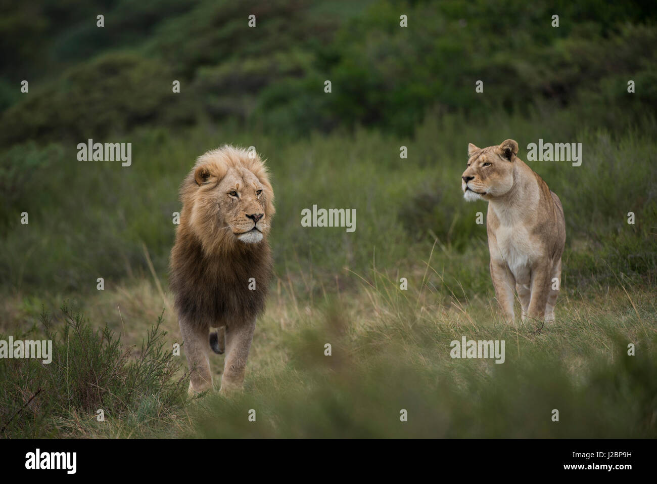 White lion (Panthera Leo) lion with half white genes, Inkwenkwezi Private Game Reserve, Eastern Cape, South Africa, captive Stock Photo