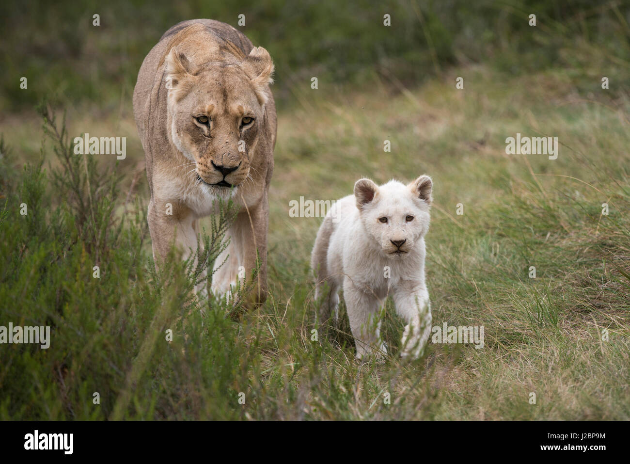 White lion (Panthera Leo), Inkwenkwezi Private Game Reserve Eastern Cape, South Africa, captive Stock Photo