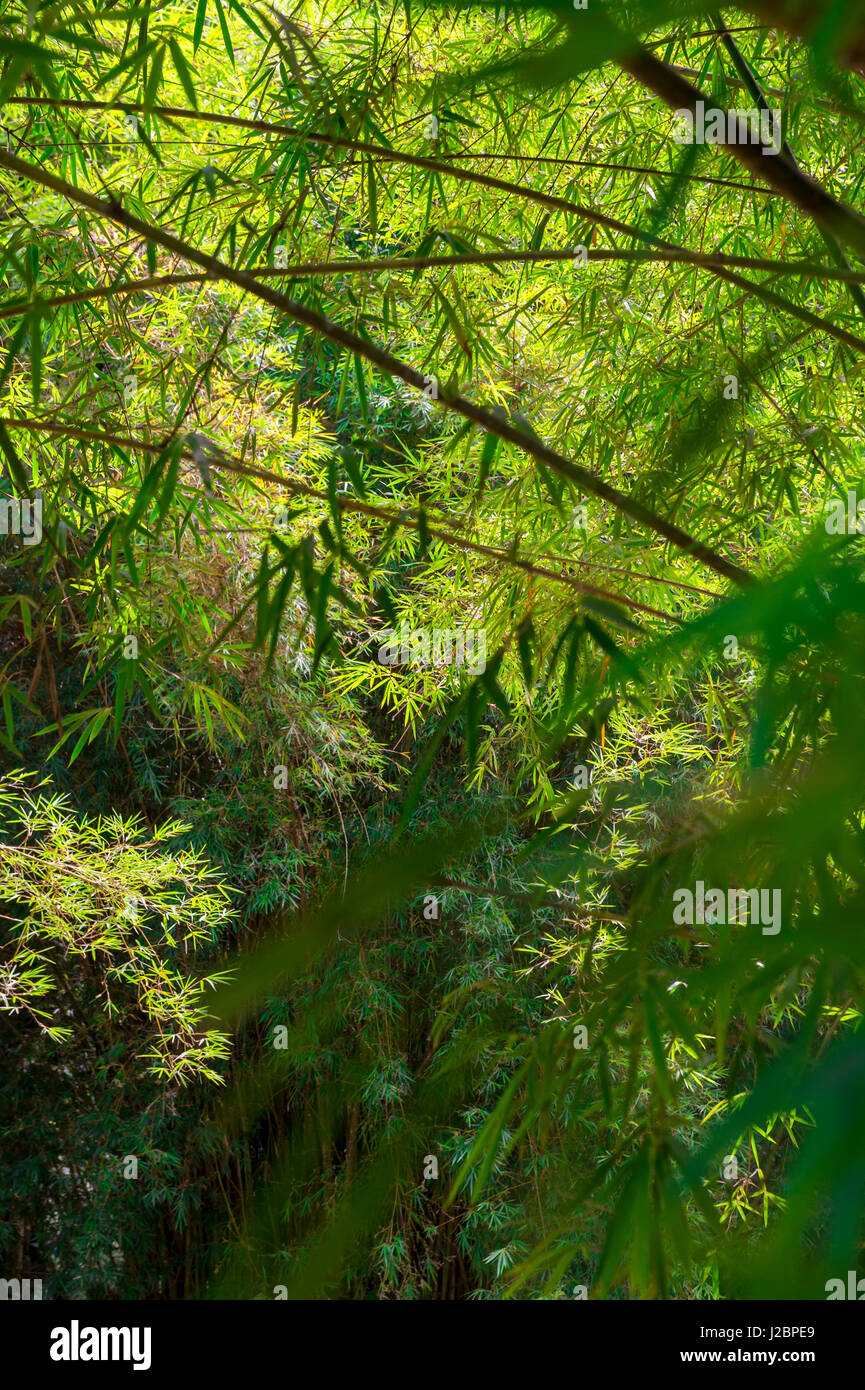 Lush green background of fresh bamboo leaves with criss-crossing trunks and branches Stock Photo