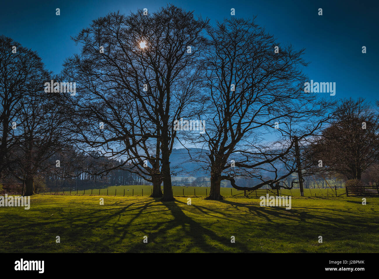 The Oak trees of Haystoun early Spring Sun Stock Photo - Alamy