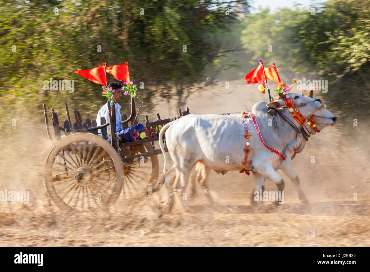 Bullock cart, Bagan, (Pagan), Myanmar, (Burma) Stock Photo