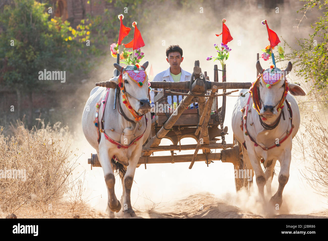 Bullock cart, Bagan, (Pagan), Myanmar, (Burma Stock Photo Alamy