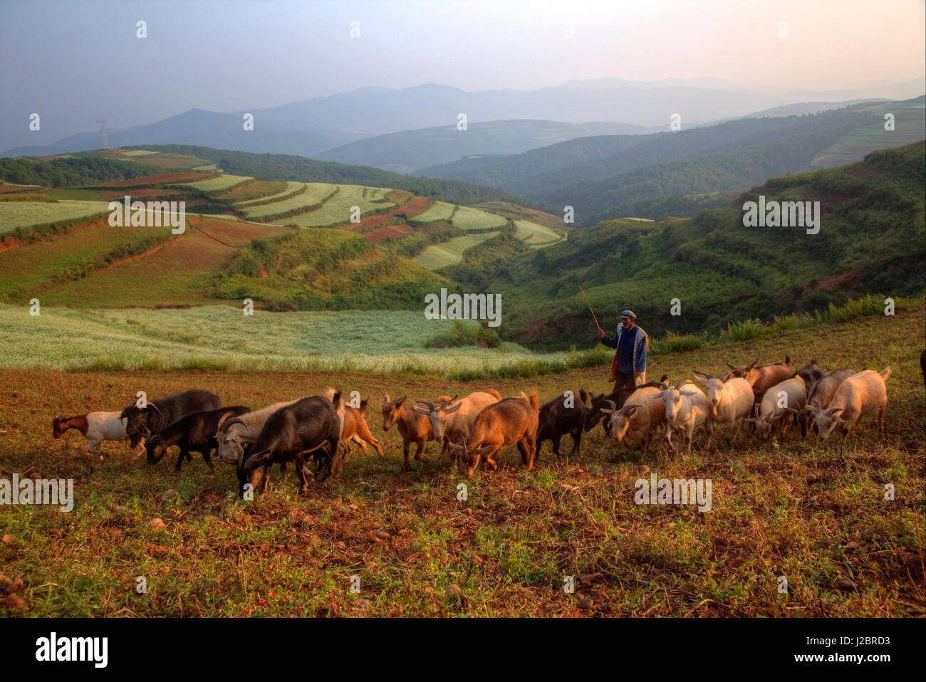 Elder Goat Farmer in the Red Lands of Dongchuan, Kunming Region China ...