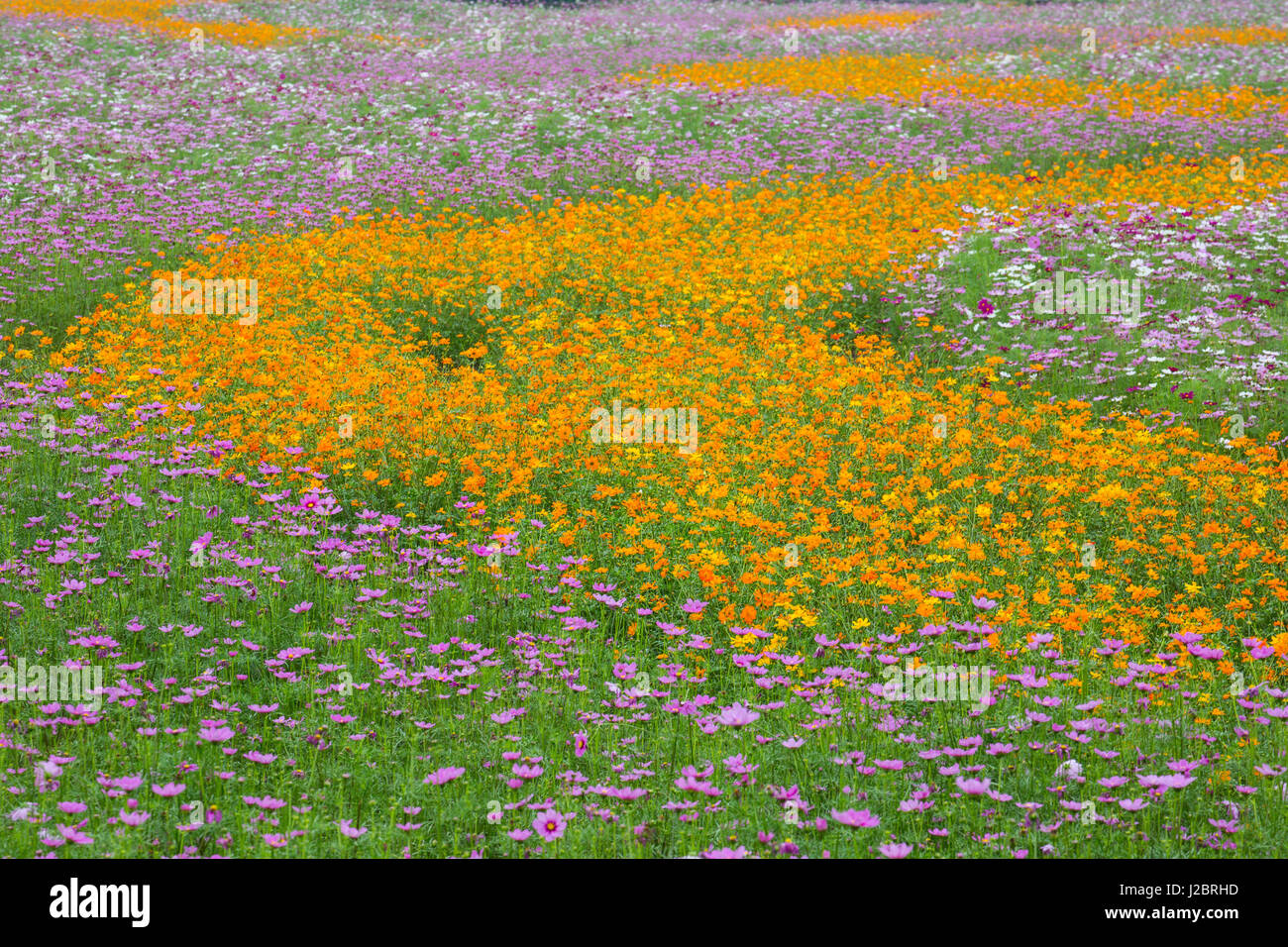 Commercially grown Cosmos Flowers in beautiful patterned rows Stock