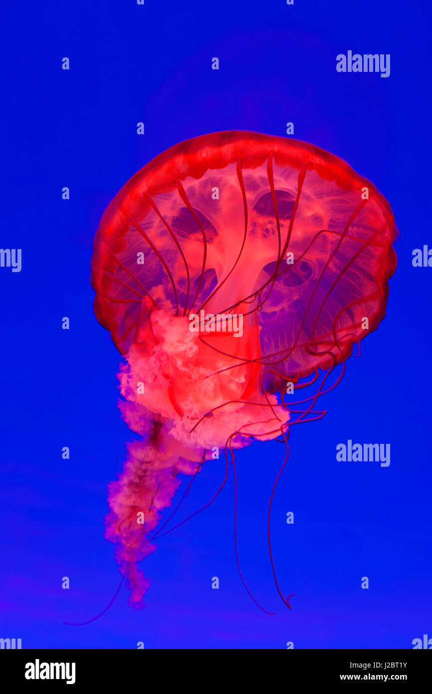Pacific Sea Nettle Jellyfish (Chrysaora fuscescens), Shanghai Aquarium, Shanghai, China Stock Photo