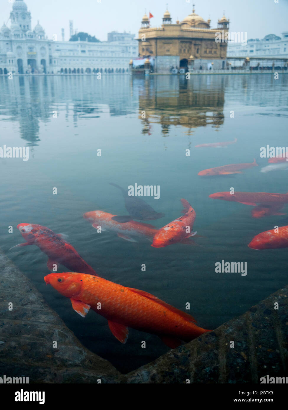 Fish in lake against Golden Temple in Amritsar, Punjab, India ...