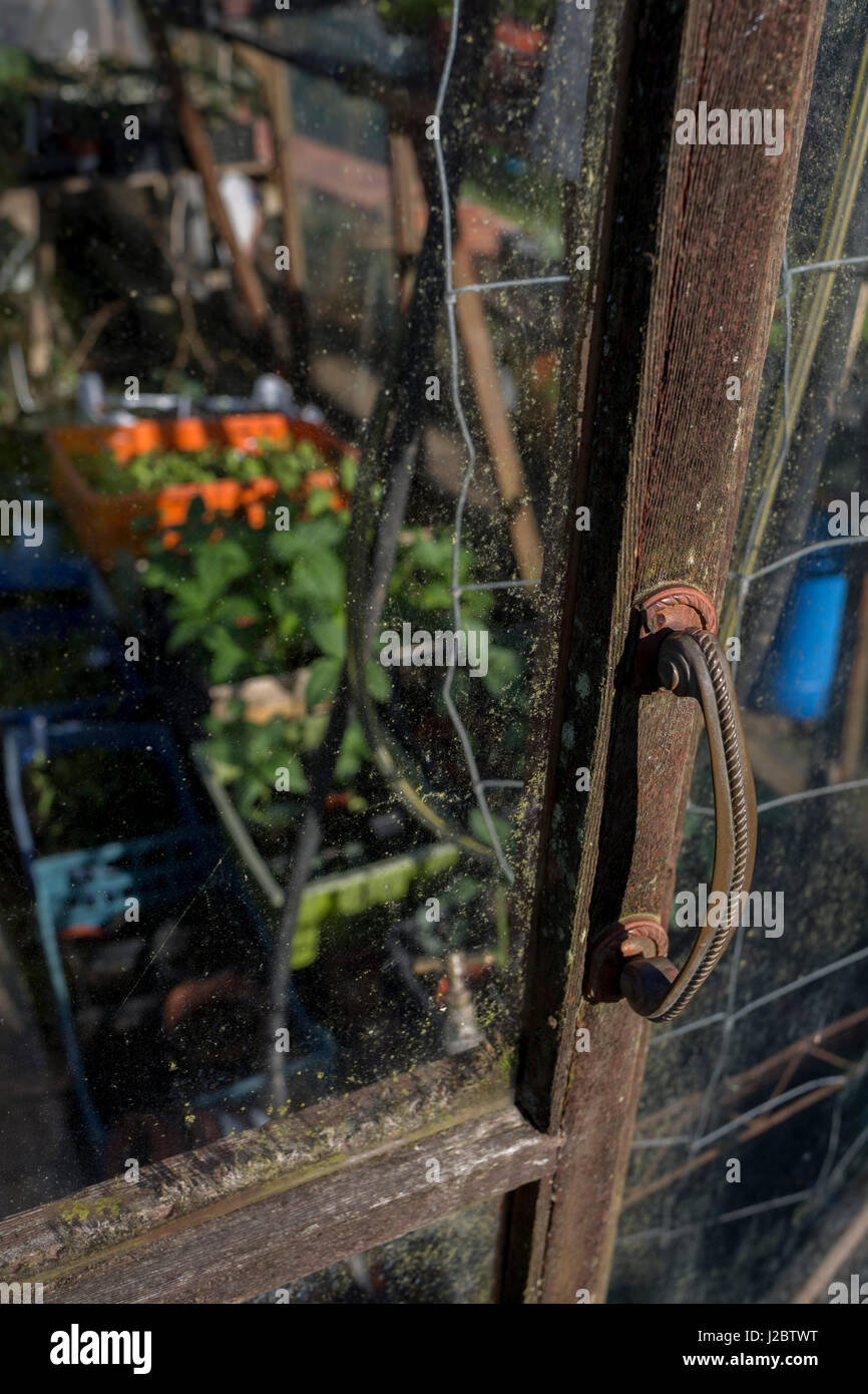 Detail of a greenhouse door handle and growing plants in a garden, on