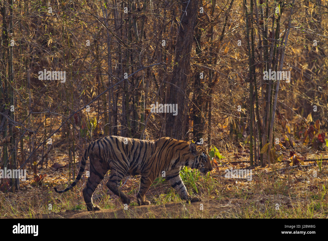 Tiger in the bamboo forest, Tadoba Andheri Tiger Reserve, India Stock Photo