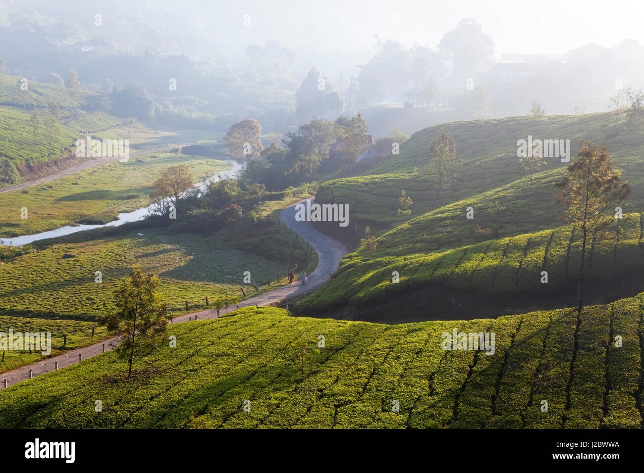 Tea Plantations, Munnar, Western Ghats, Kerala, South India Stock Photo