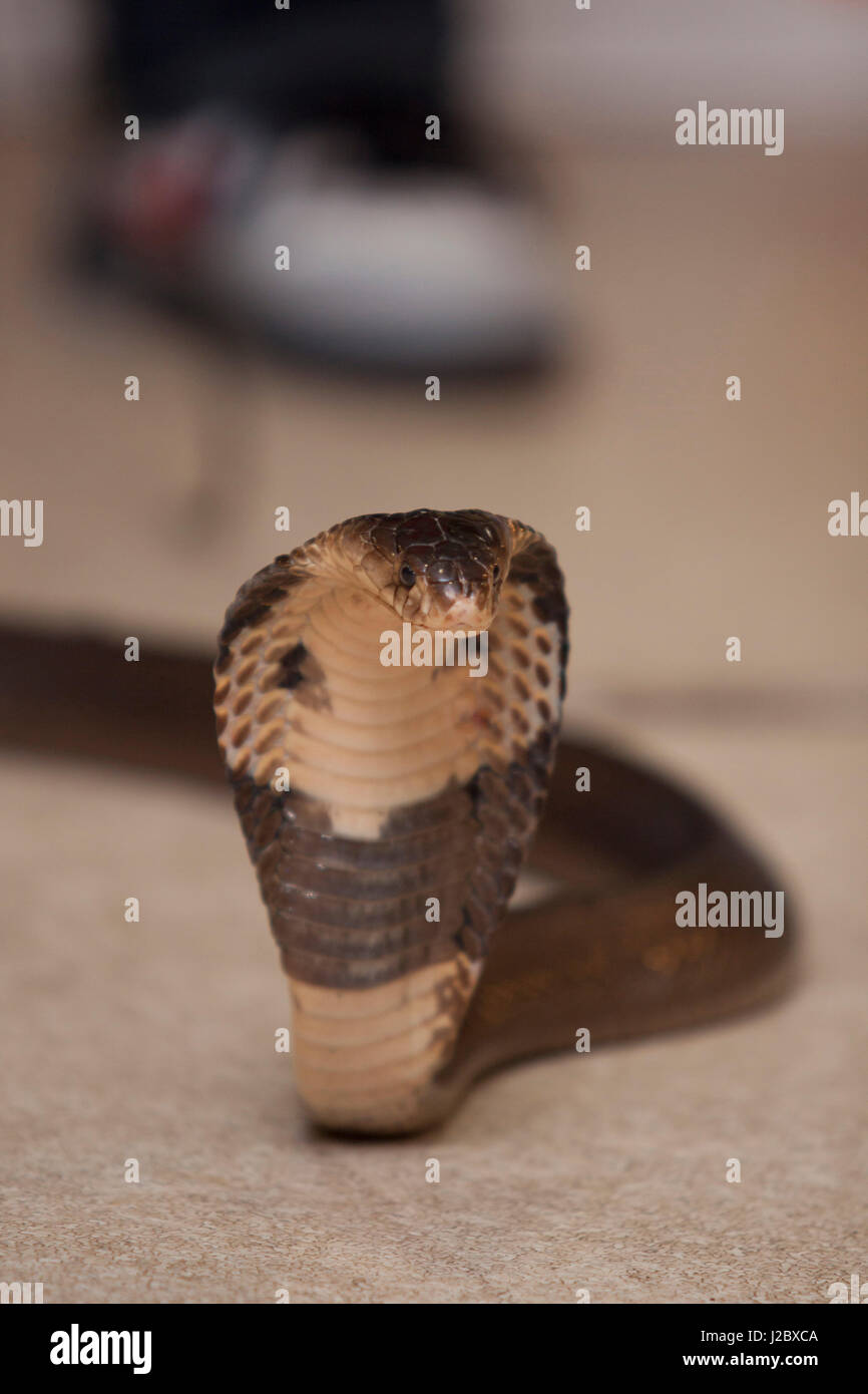 A Hooded Cobra At A Snake Show At The Tourist Park Of Okinawa World 