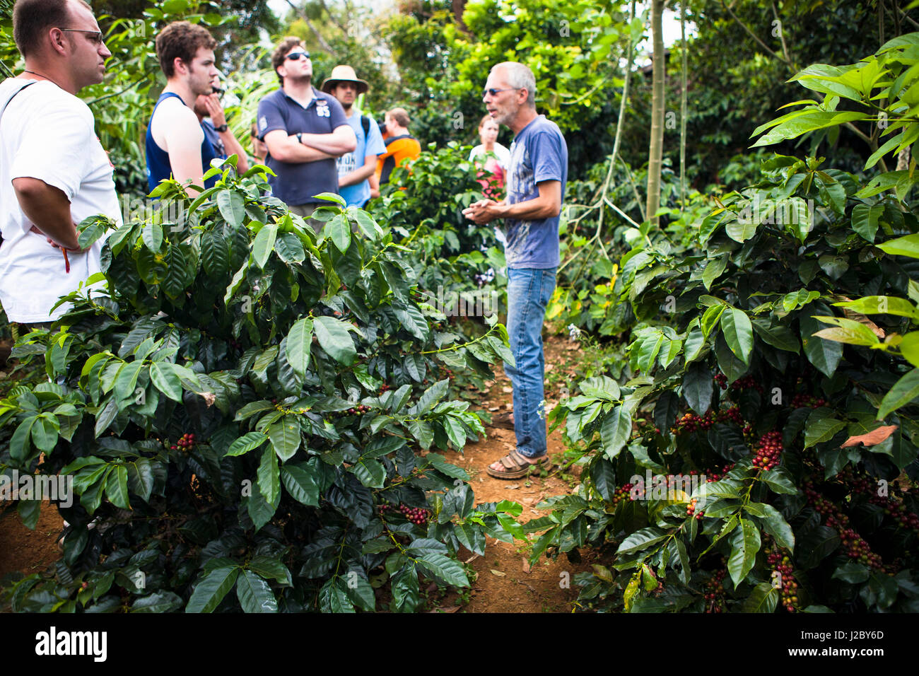 A tour through a local coffee plantation in the Bolaven plateau, Laos