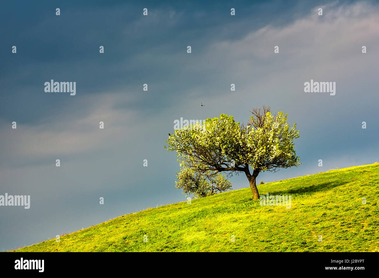 Blossom fruit tree on a hilly meadow Stock Photo - Alamy